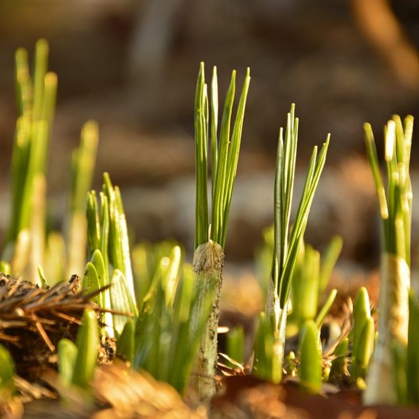 Zwiebelblumen